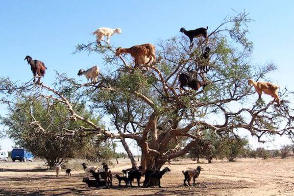 goats-on-tree-morocco-agadir-ns-1